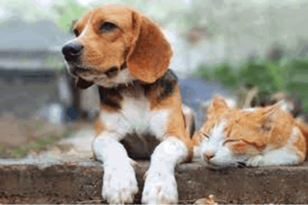 Pet Theft Taskforce Blog Image