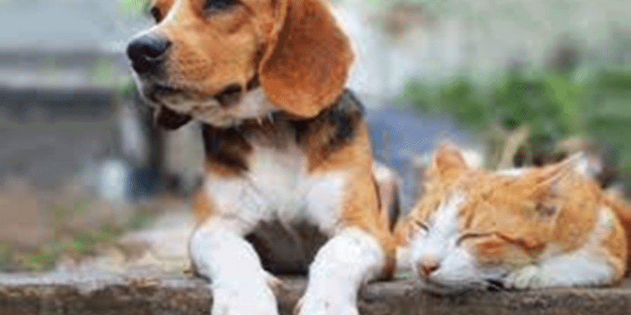 Pet Theft Taskforce Blog Image