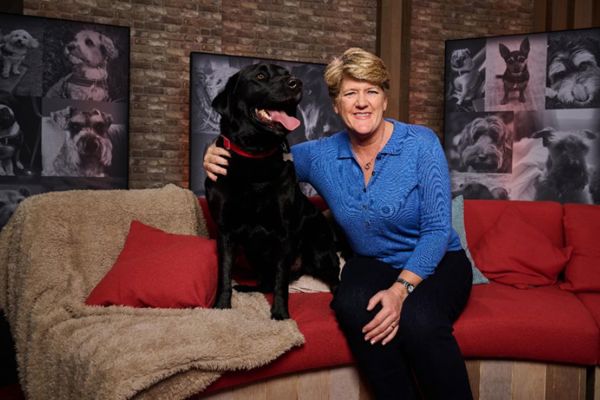 Lost Dog Found Dog Blog Image