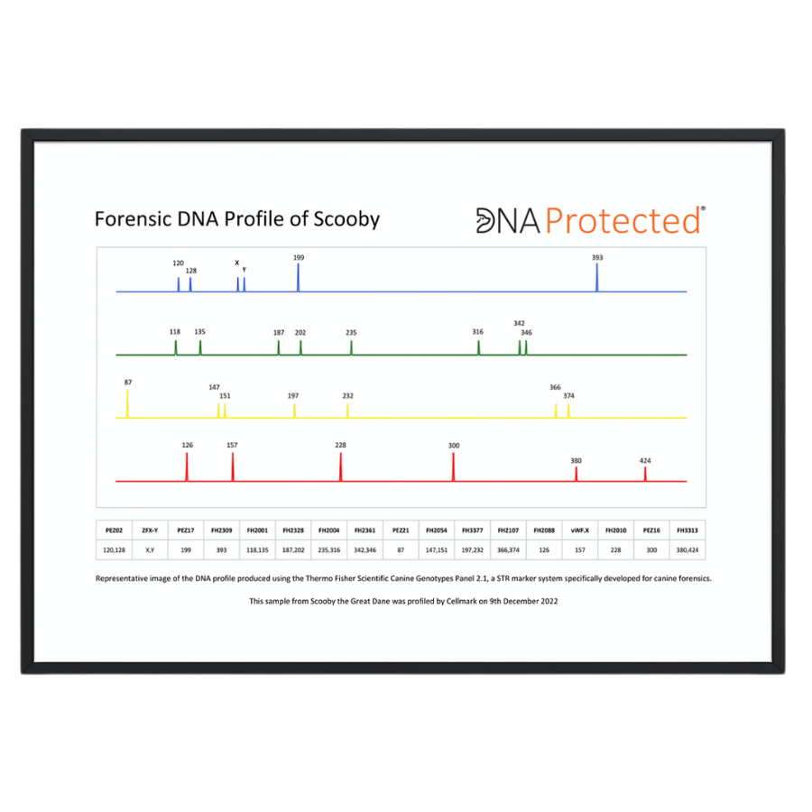 Forensic DNA Profile Of Scooby Framed Product Image