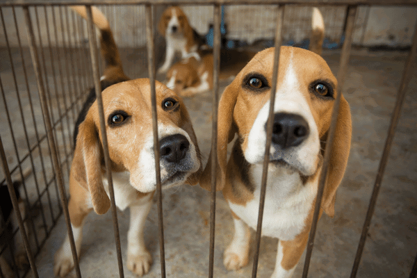 Prevent Your Dog From Being Stolen Blog Preview