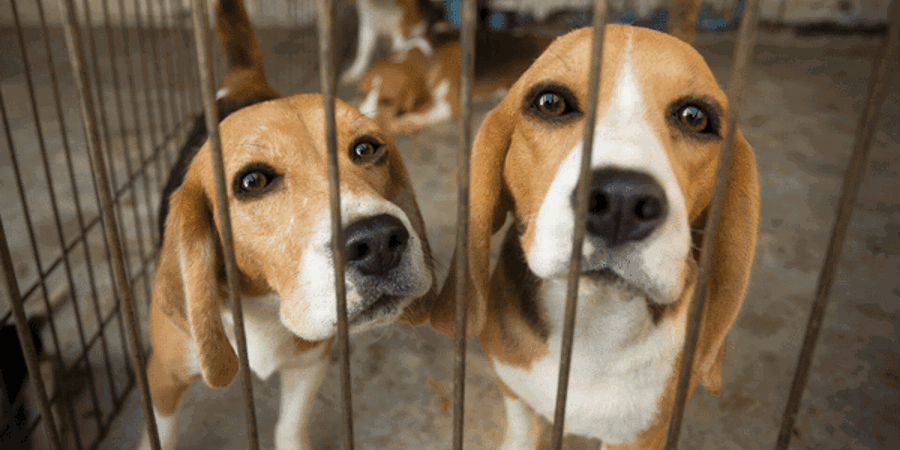 Prevent Your Dog From Being Stolen Blog Preview