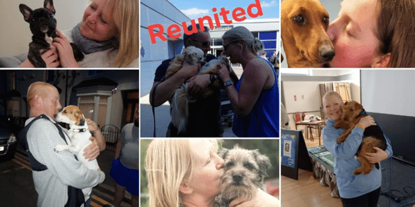 Lost and hot sale stolen dogs