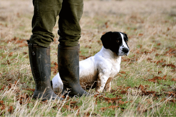 Gundog Theft Awareness Blog Preview