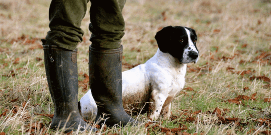 Gundog Theft Awareness Blog Preview