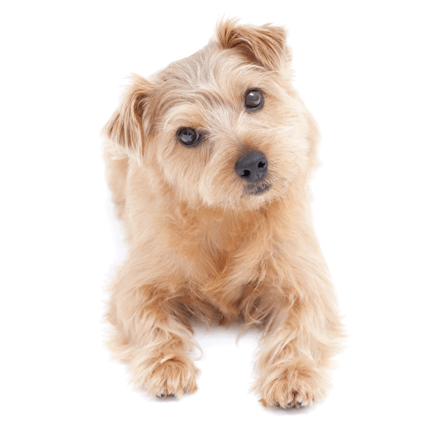 DNA protected - the science