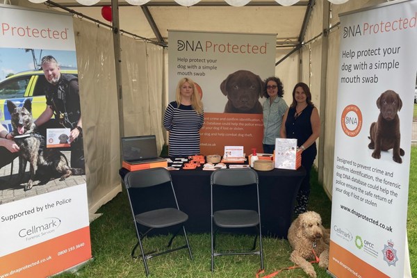 All About Dogs Blenheim1