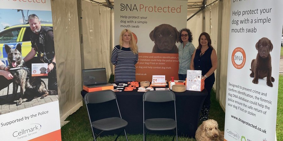 All About Dogs Blenheim1