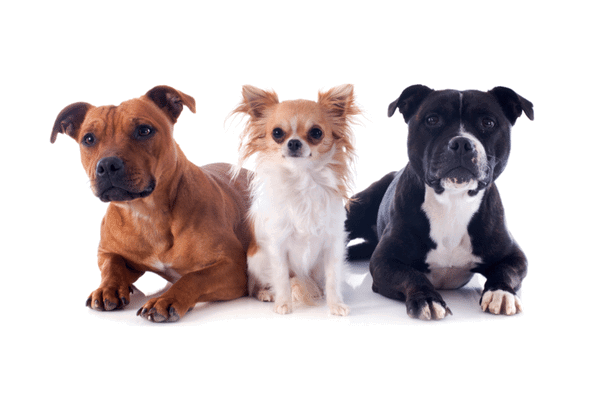 Most Commonly Stolen Dogs Preview Image